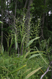 bottlebrush grass